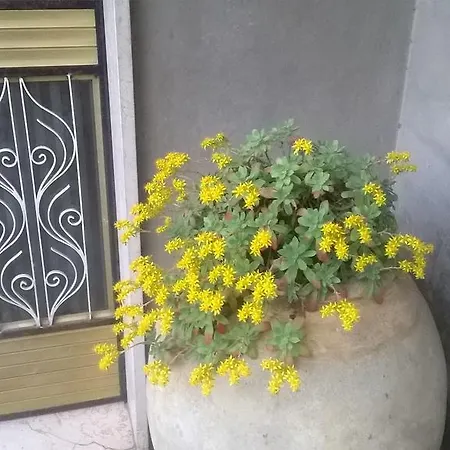 Il Cerreto